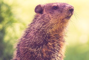 Groundhog