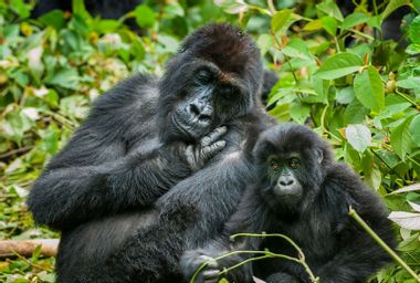 Eastern Lowland Gorilla