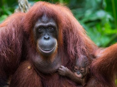 Orangutan
