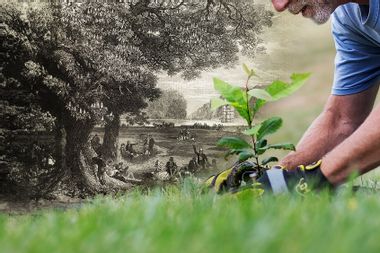 American Chestnut Tree