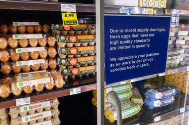 Grocery store supermarket eggs egg shortages Bird Flu